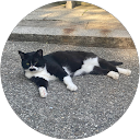 いろは profile picture